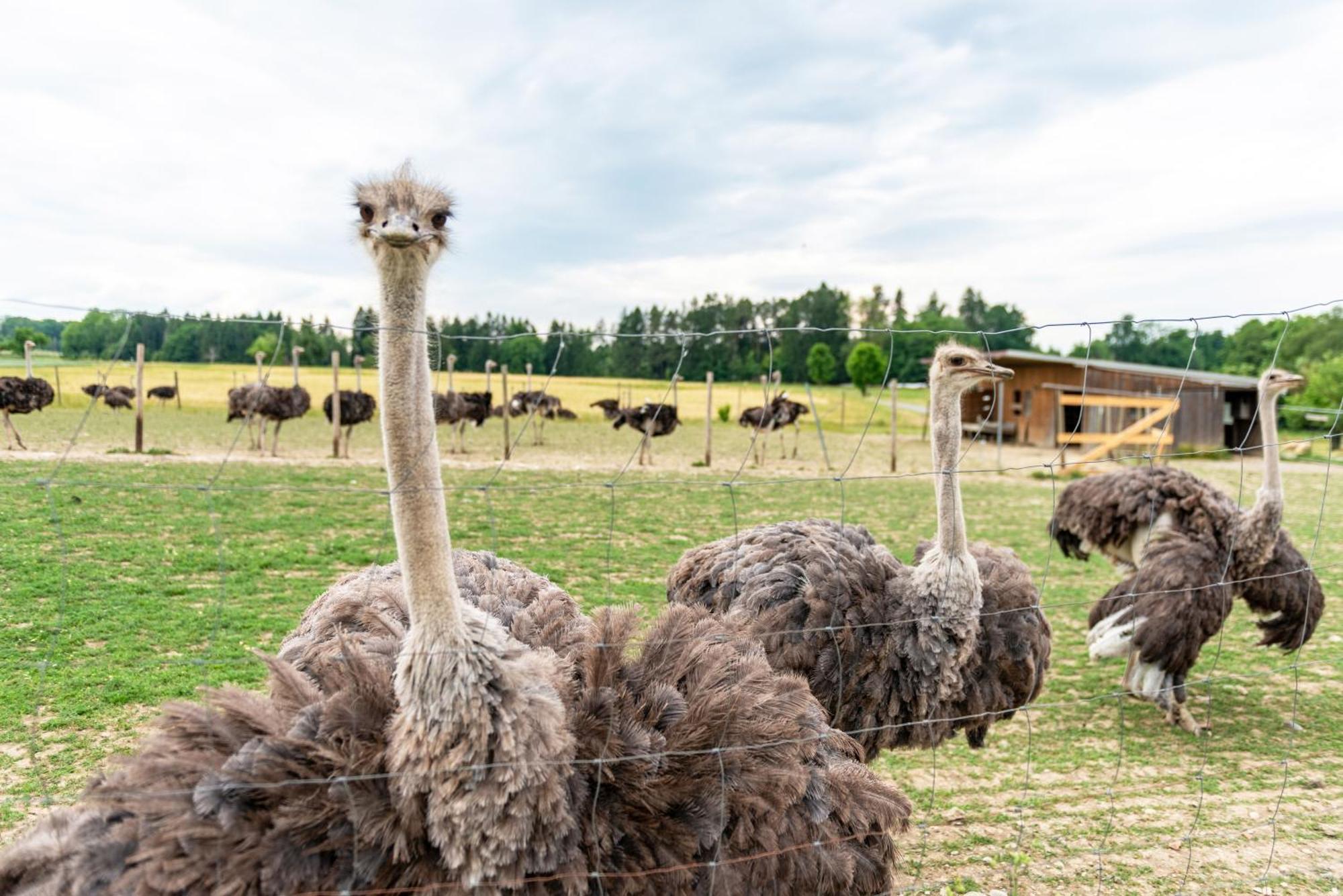 Beutenmuehle Straussenfarm Dach Owingen Exterior foto