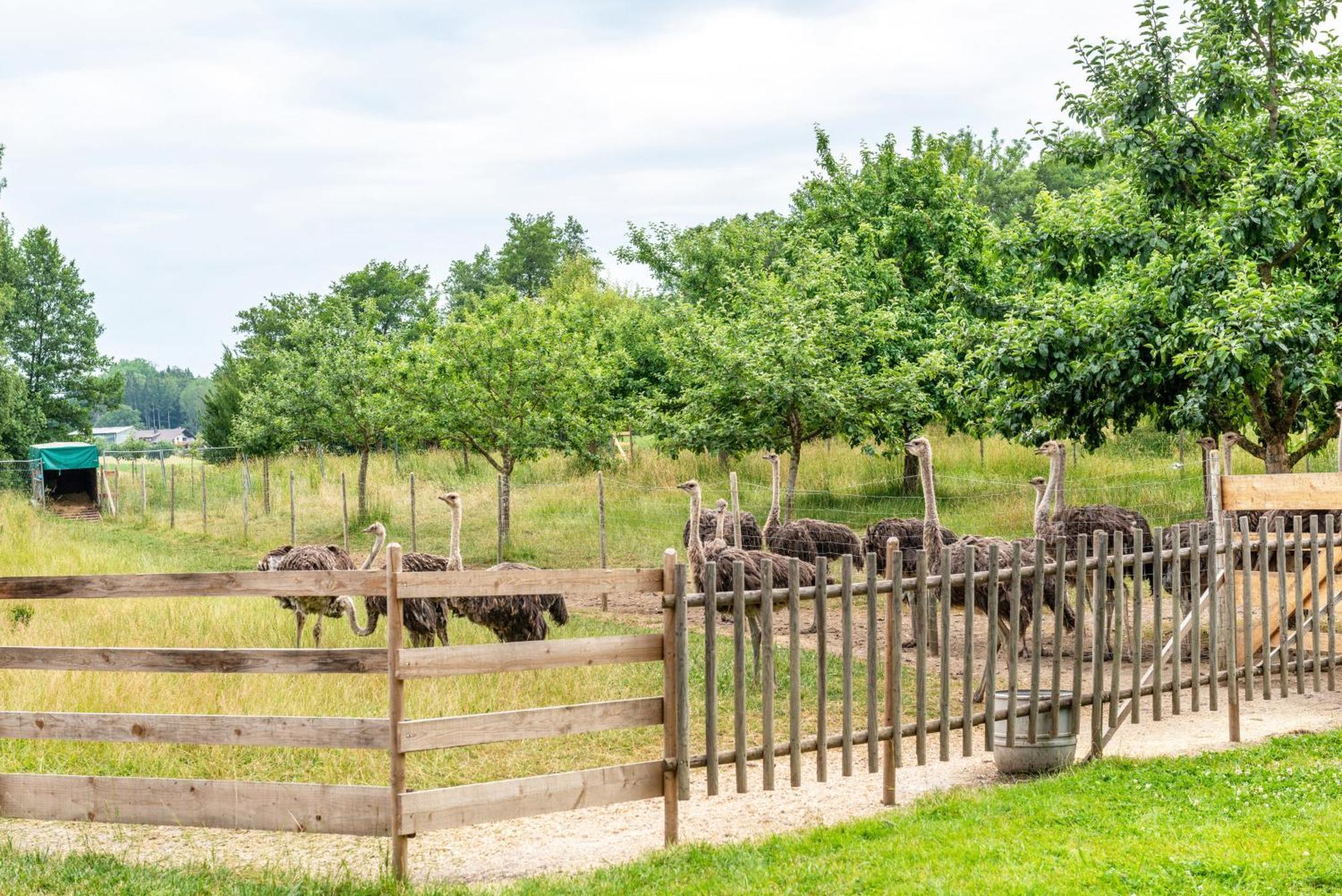 Beutenmuehle Straussenfarm Dach Owingen Exterior foto